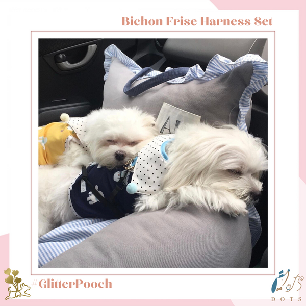 Bichon Frise Harness