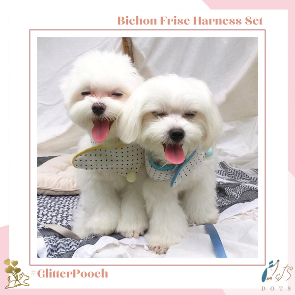 Bichon Frise Harness