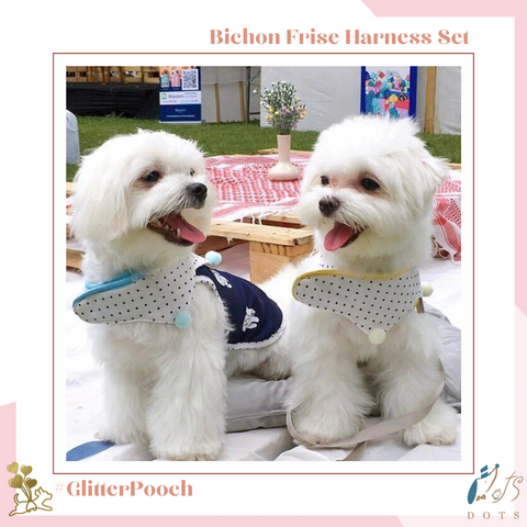 Bichon Frise Harness